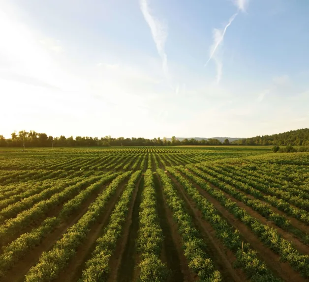 Aerial view of crop rows running to a treeline at golden hour